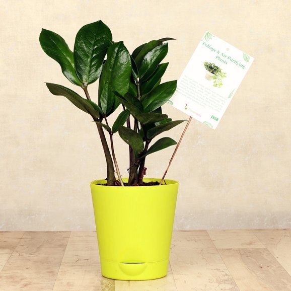 Green Vase Zamia Plant